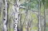 Birch Forest~Spring 2